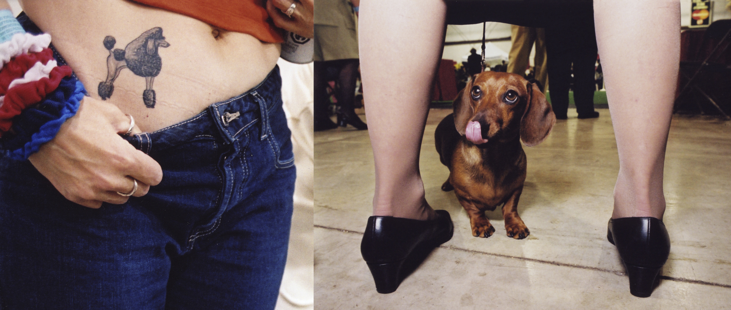 dogshow