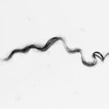  HAIR IN MILK, 2017