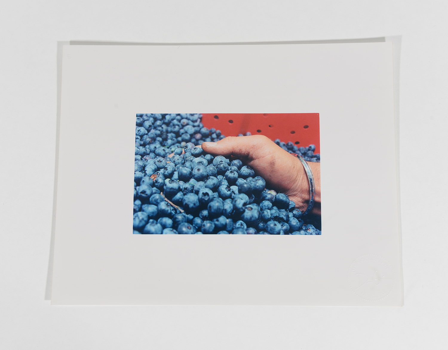 Handful on Blueberries_Blueberry Pickers_2002_91 Handful on Blueberries_Blueberry Pickers_2002_91